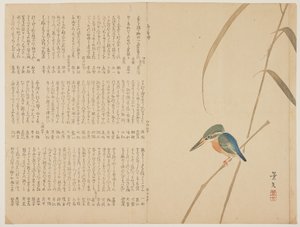 （翠鸟在芦苇上），c。 1818年至1829年